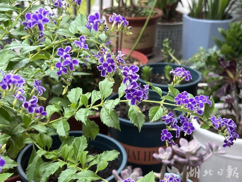 炸金花 金花